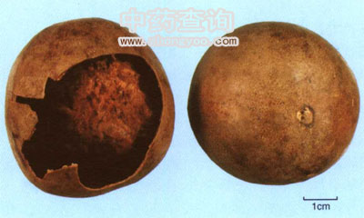 放久的羅漢果藥材