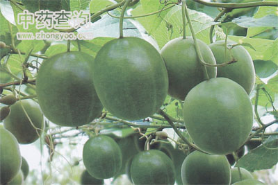 羅漢果藥材源植物