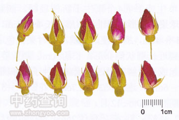 玫瑰花藥材各形態(tài)