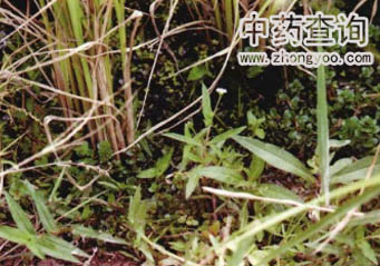 ī��ɏԴֲ��DƬ