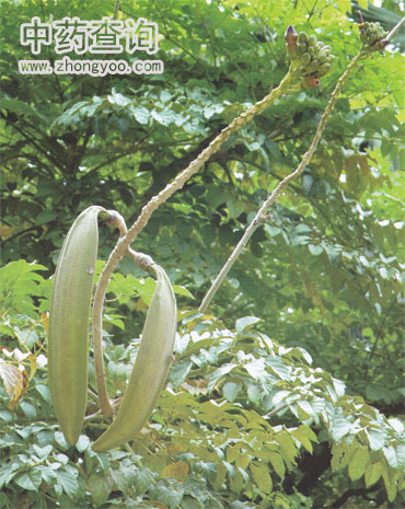 ľ����Դֲ��DƬ