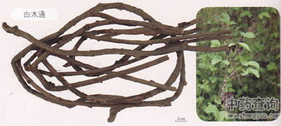 白木通藥材及原植物