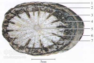 三葉木通橫切面顯微圖