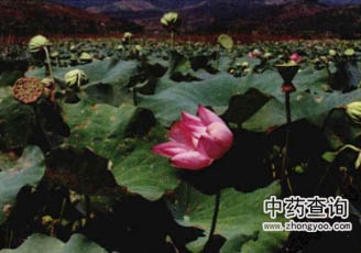 ź��(ji��)Դֲ��ɏ�ĈDƬ