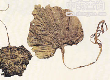 �����ˎ�ķŴ�D(�~ˮ��չ�_��ʾ�~�ϱ���)