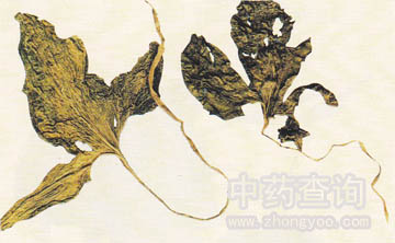 �����ǿ�ֲ��ĸ���ȫ��(�~�±����^�����������Ʒ)