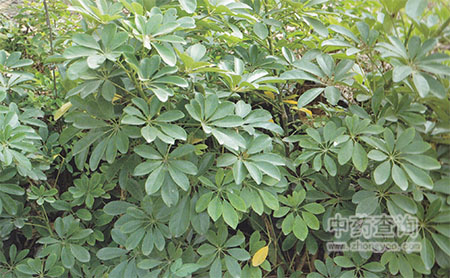 ���~ɏԭֲ��DƬ