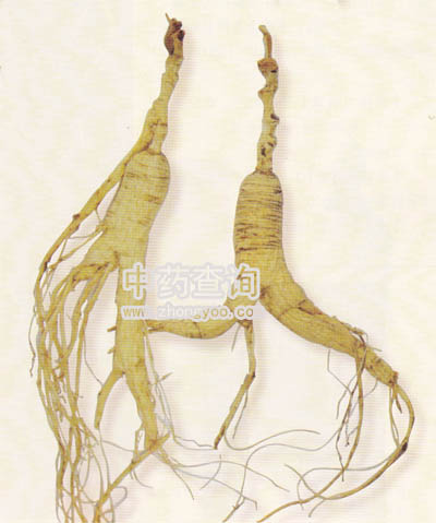 人參生曬參藥材(全須生曬參藥材)