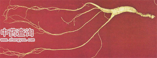 野生人參全須生曬參