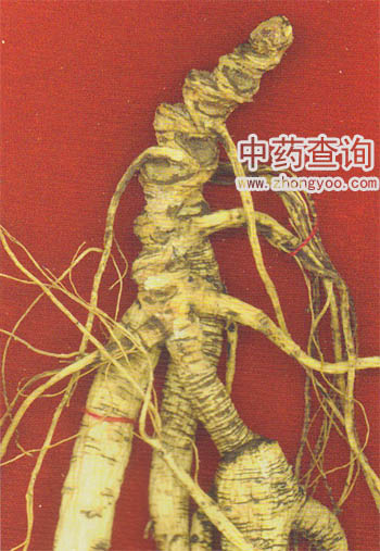 用栽培人能拼接成假冒野山參局部放大圖(人參偽制品)