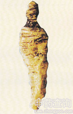 沙參屬植物的根(生曬參的混淆品)