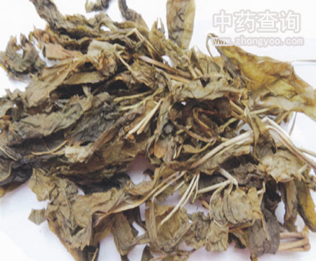 干燥人參葉藥材