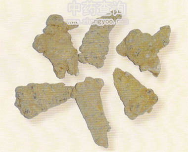 三七藥材圖(未加工品)