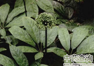 三七原植物圖片