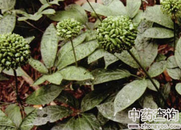 三七原植物圖片