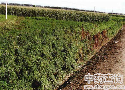 山藥原植物薯蕷的栽培圖