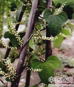 山藥原植物薯蕷的局部圖