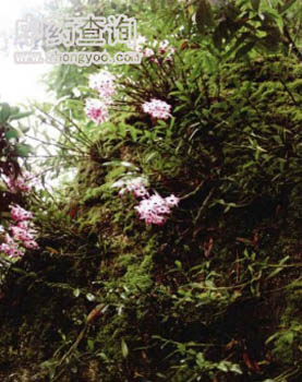 ���Oʯ��Դֲ��