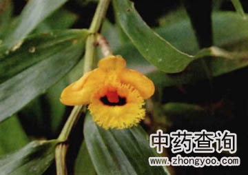 ���Kʯ��Դֲ��