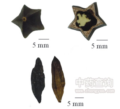 使君子藥材局部圖(底部、橫截面及種子)