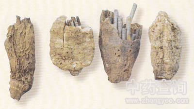 天麻中藏有鐵條增加重量(天麻摻偽品)