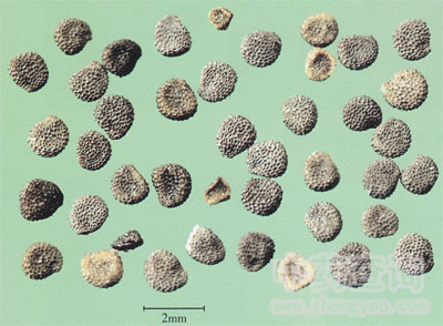 ������ˎ��