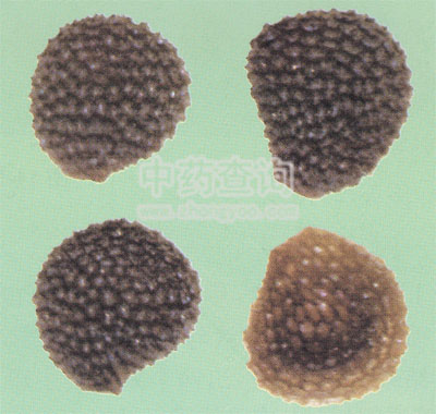 �����ӷŴ�D