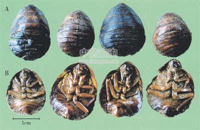 ���M�x��ˎ��