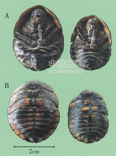 �����M�x��ˎ��