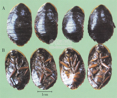 ���M�x����Ʒ����߅ˮzh��