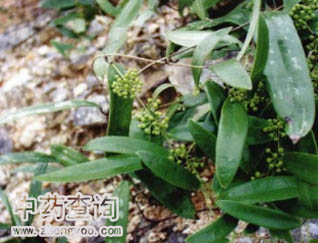 土茯苓源植物光葉菝葜