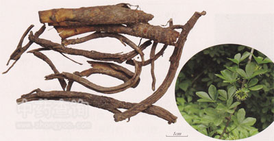 五加皮藥材及細(xì)柱五加