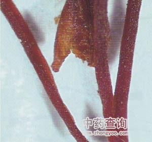 西紅花藥材(水浸泡后的局部放大圖)