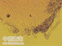 西紅花顯微特征