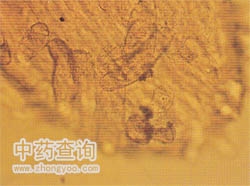 西紅花顯微特征(曷部放大圖示絨毛)