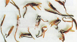 紅花(西紅花冒充品)