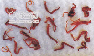 花冠碎條偽制(西紅花偽制品)