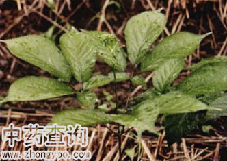 ����ԭֲ��