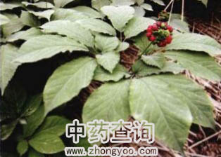 ����ԭֲ��