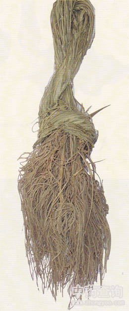 徐長(zhǎng)卿全草藥材