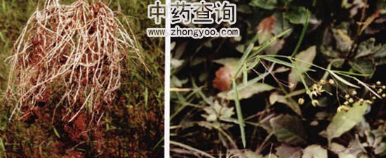 徐長(zhǎng)卿源植物圖片