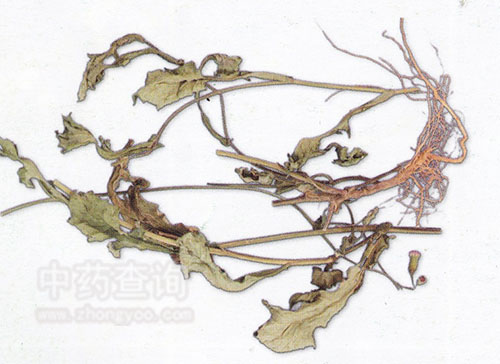 �����ˎ�ĈDƬ