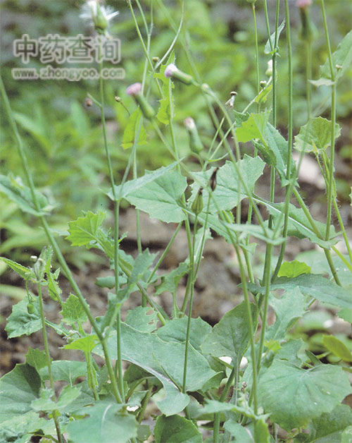 �����Դֲ��DƬ