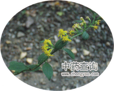 һ֦�S��ԭֲ��