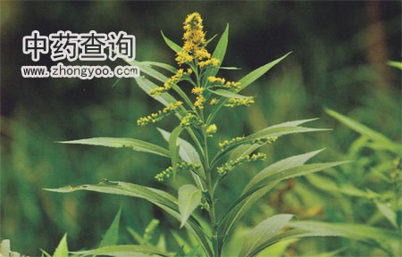 һ֦�S��ԭֲ��