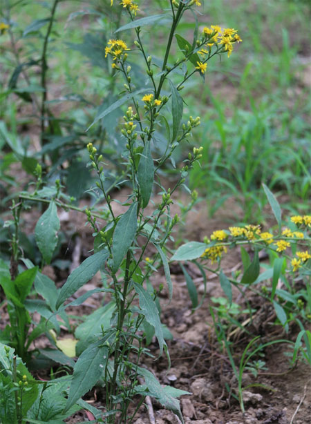 һ֦�S��ԭֲ��