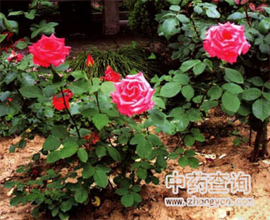 �¼���ˎ��Դֲ��