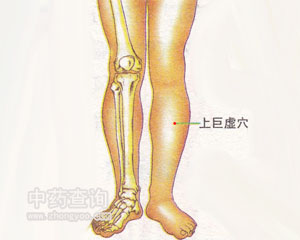 上巨虛穴位